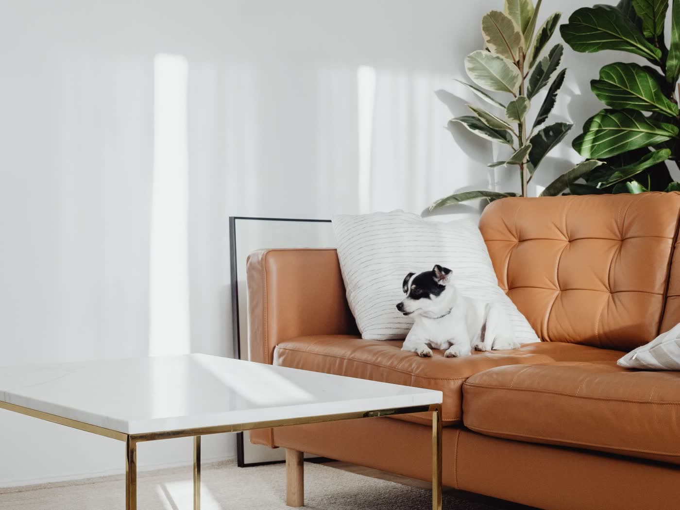A dog resting on a clean floor in a bright living room